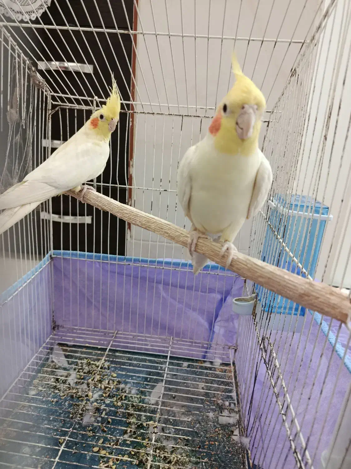 عروس هلندی جفت|پرنده|مهریز, |دیوار