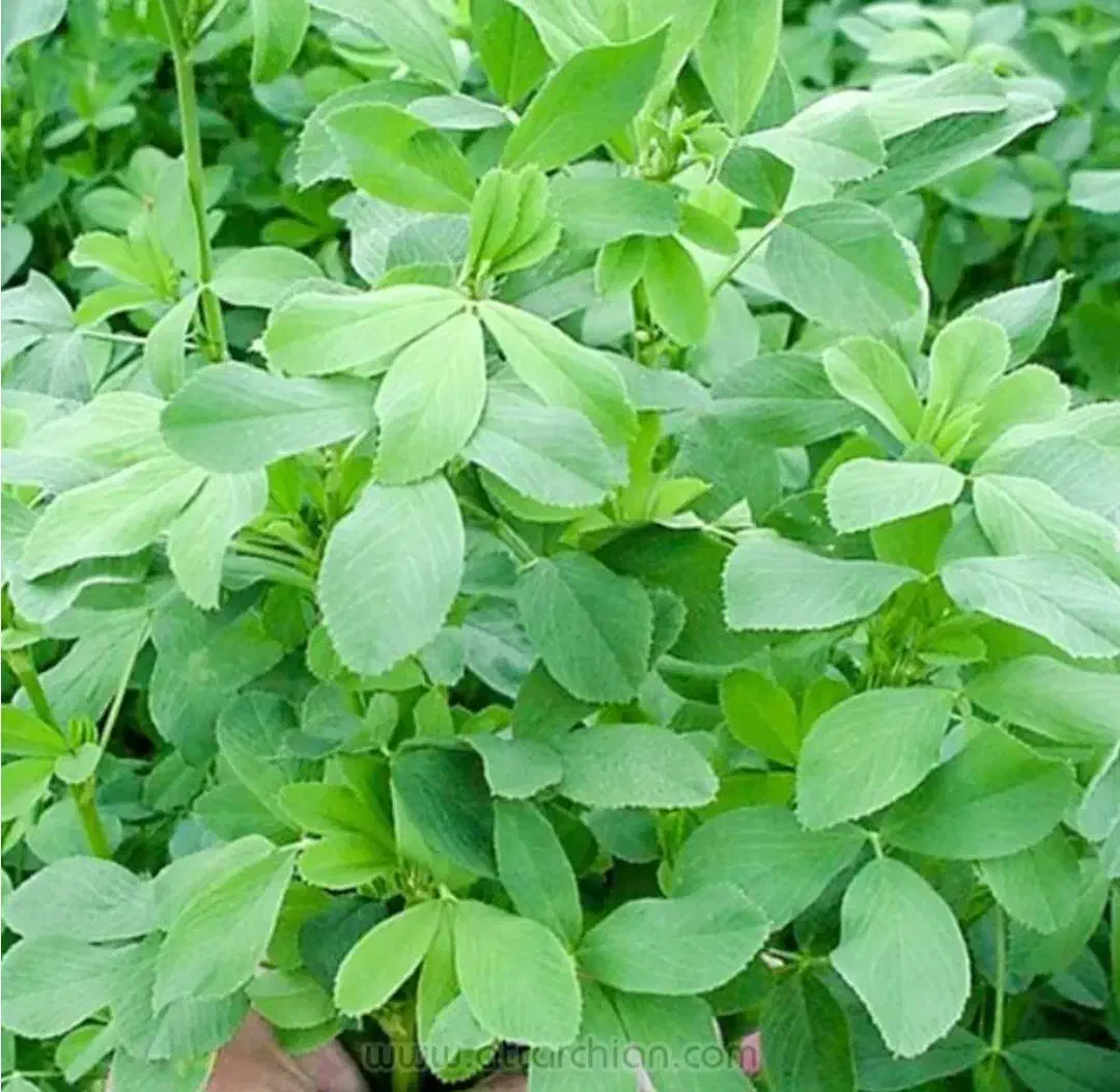 بذر یونجه رنجر آمریکایی|لوازم جانبی حیوانات|خانمیرزا, |دیوار