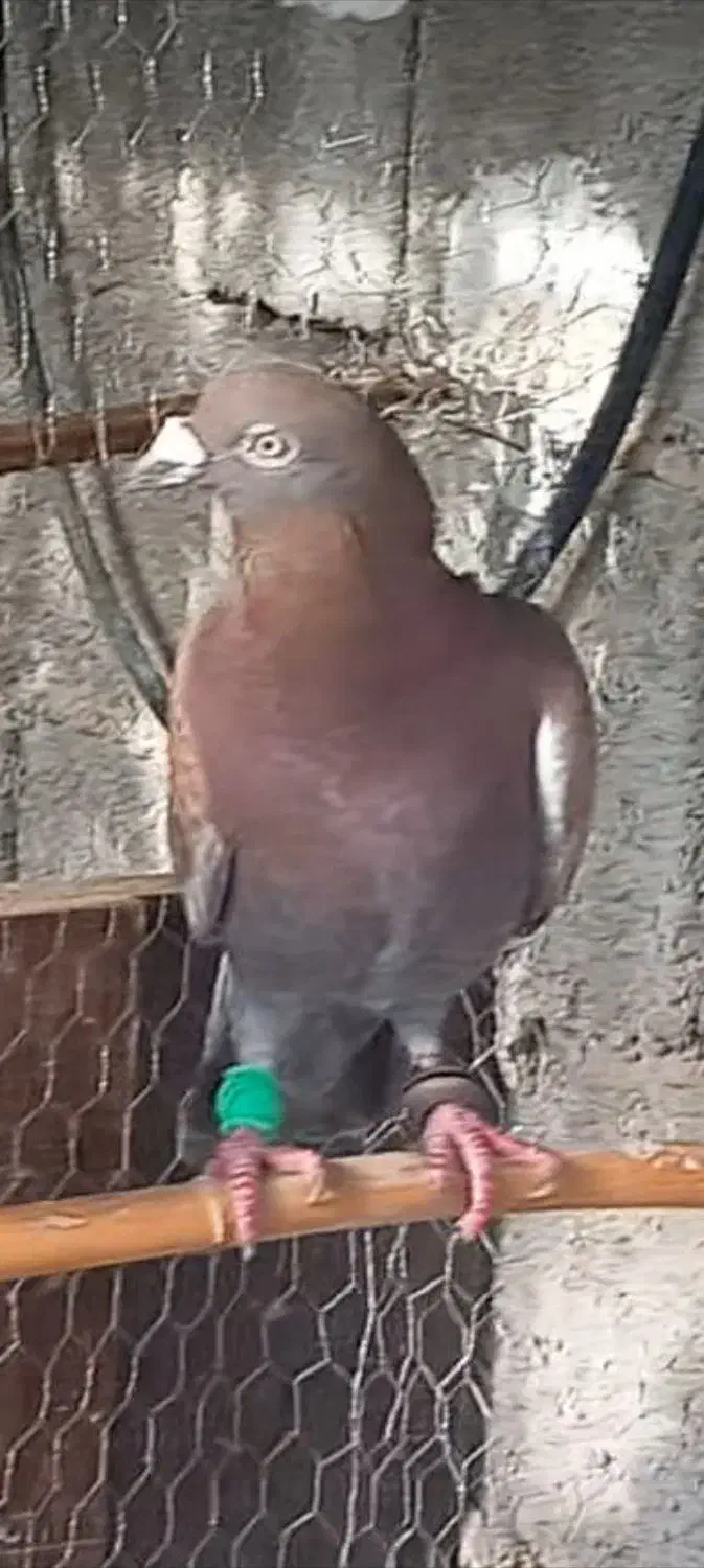 کفتر گمشده|حیوانات|کردکوی, |دیوار