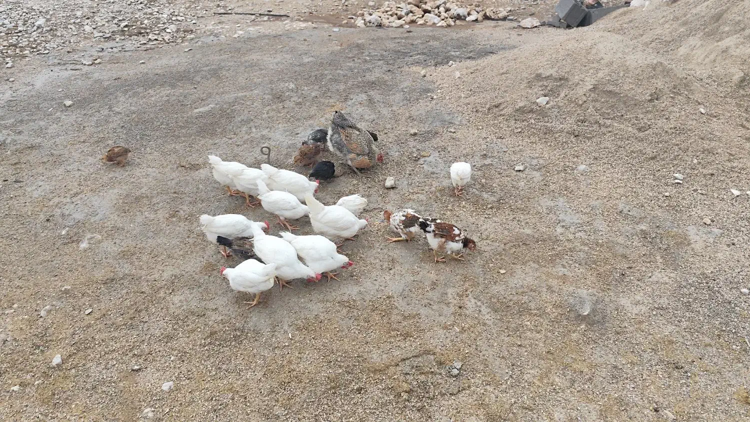 تیله فروشی|کلکسیون و سرگرمی|لنده, |دیوار