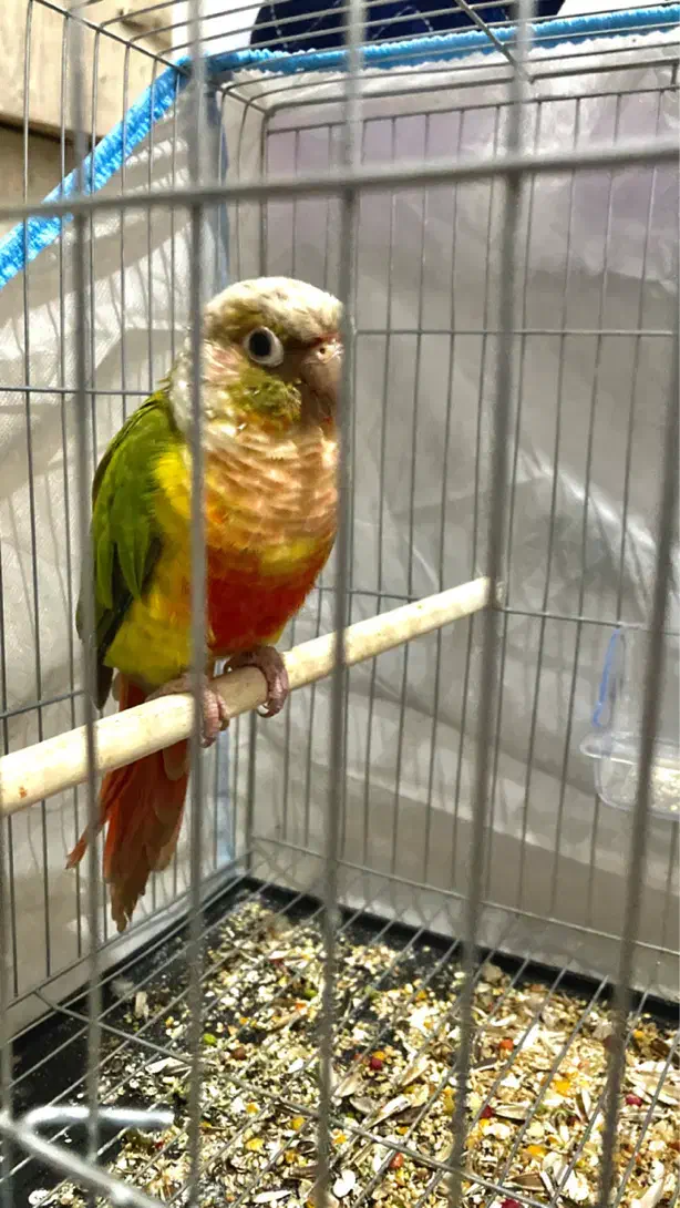 گرینچیک نر|پرنده|آمل, |دیوار