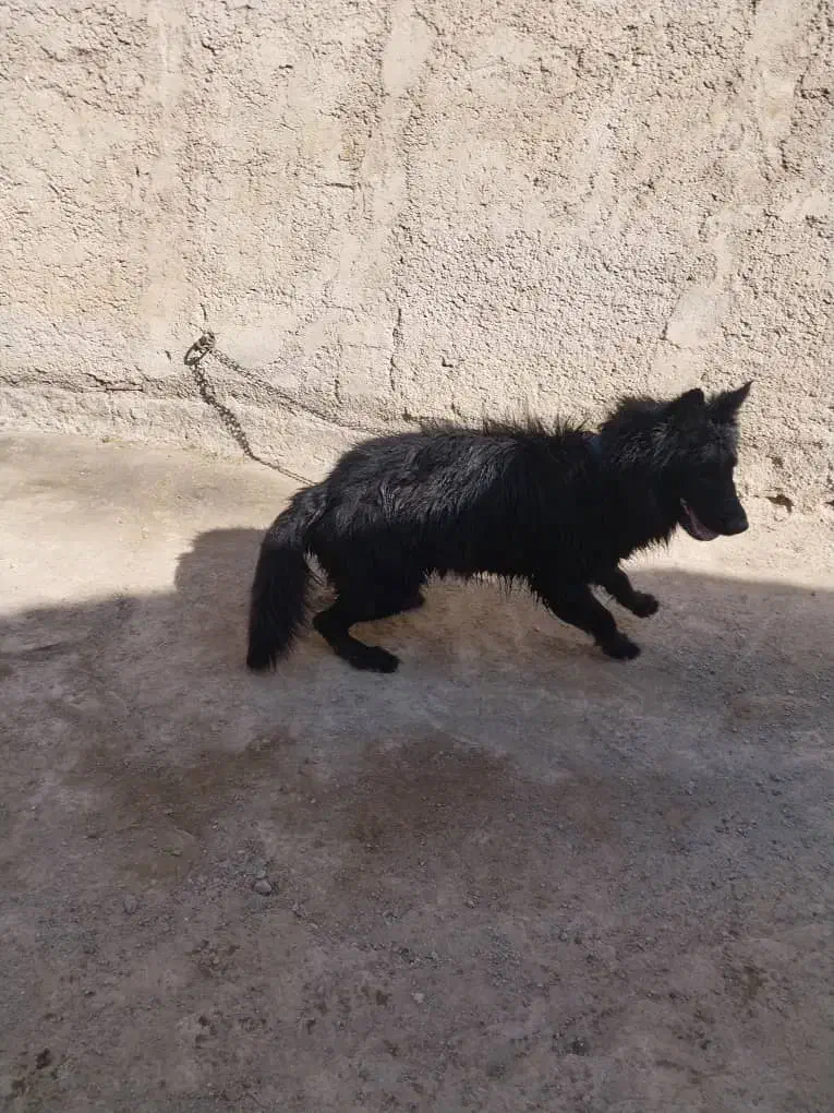 سگ ژرمن بلک|سگ|باقرشهر, |دیوار