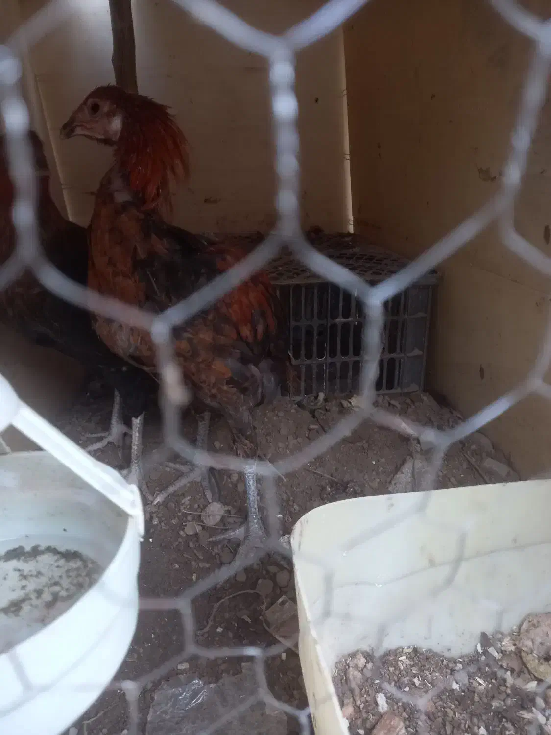 جوجه خروس لاری|حیوانات مزرعه|مشهد, امیریه|دیوار