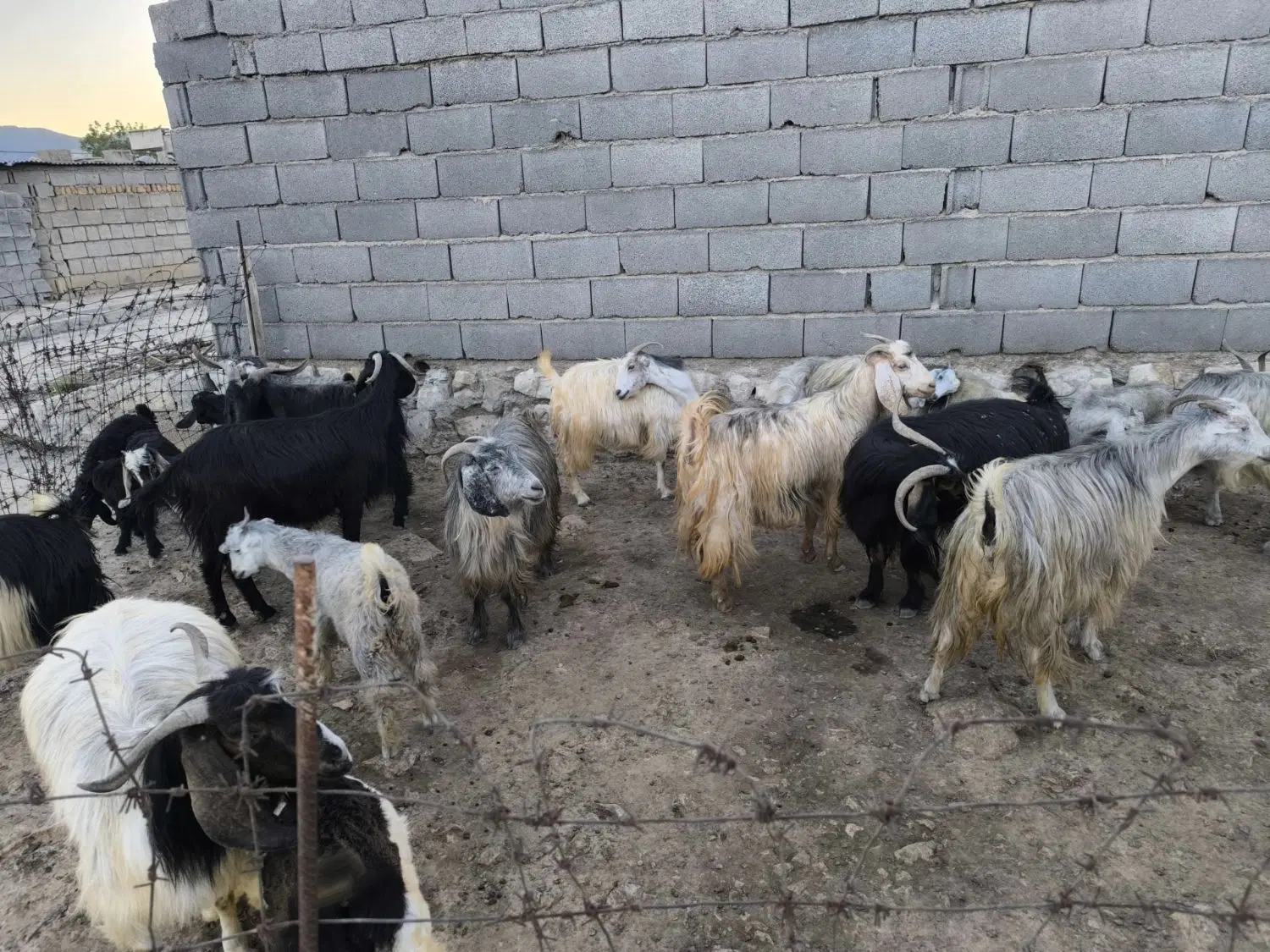 بز بزغاله|حیوانات مزرعه|ایلام, |دیوار
