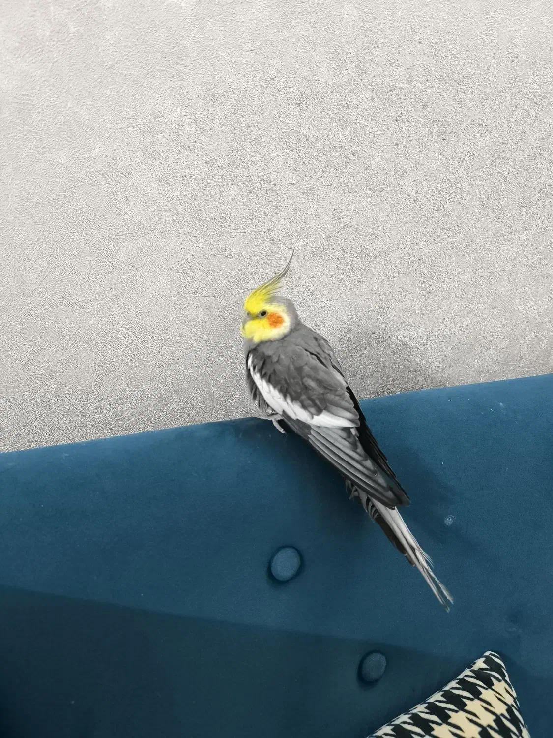 عروس هلندی سخنگو|پرنده|مشهد, فتح المبین|دیوار