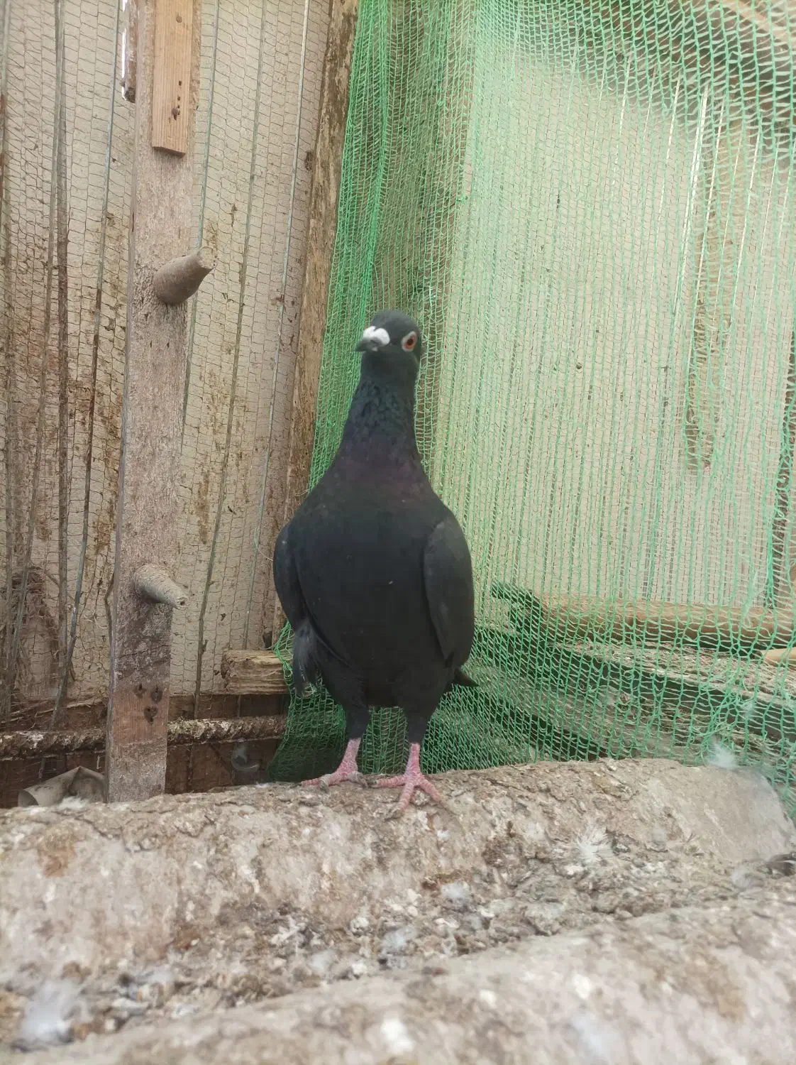 کبوترپروازی|پرنده|رودسر, |دیوار