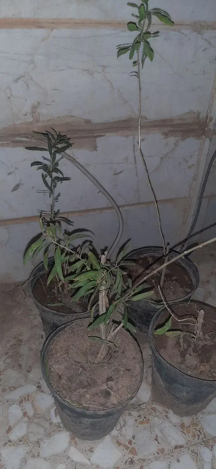 نهال گوجی بری|گل و گیاه طبیعی|قم, زاد|دیوار