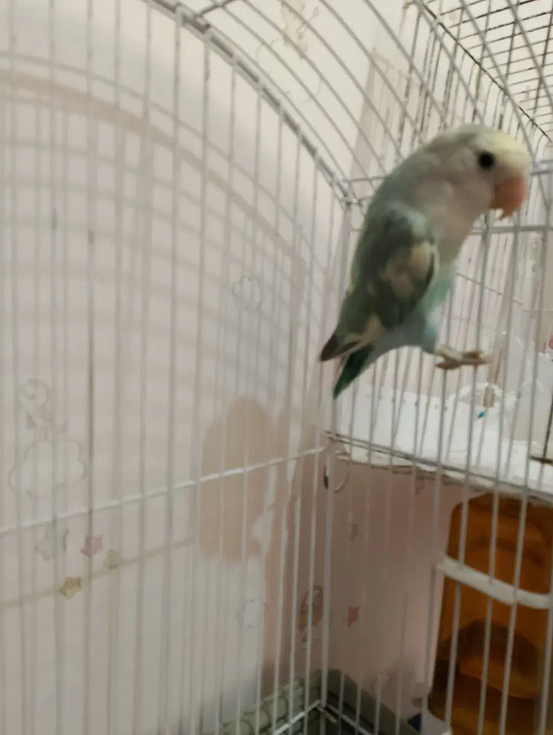 طوطی برزیلی خاص و زیبا|پرنده|تهران, حر|دیوار