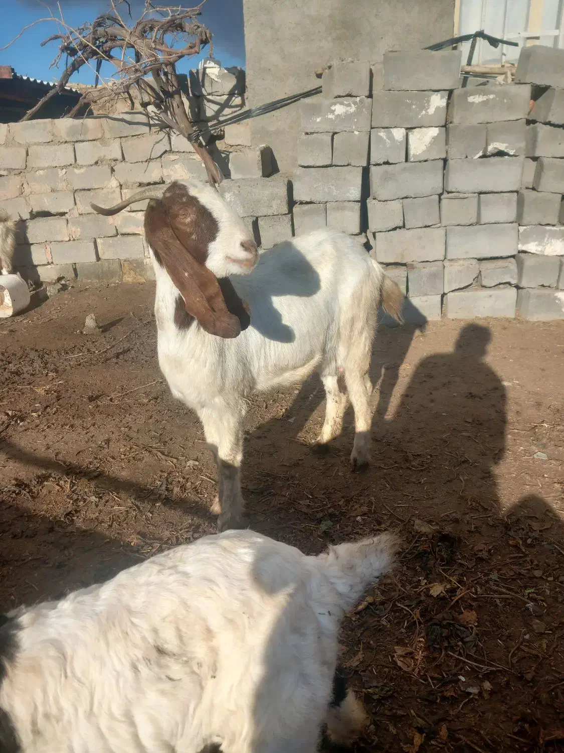 بز زاییده|حیوانات مزرعه|فریمان, |دیوار