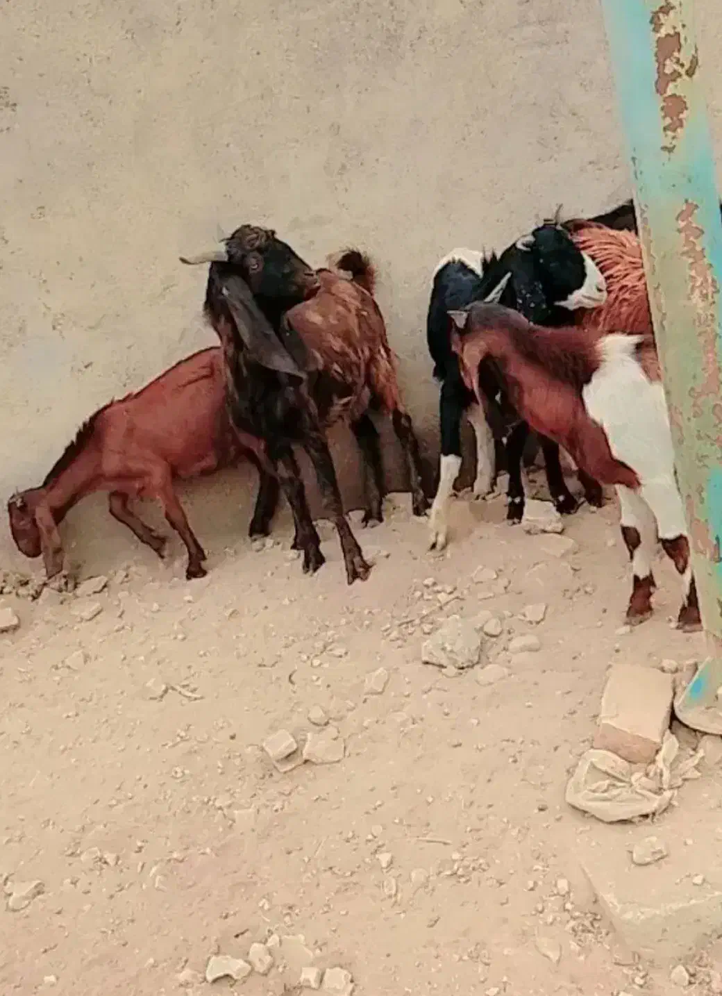 سلام ۱۰عددبز نر چنابیش|حیوانات مزرعه|کارون, |دیوار