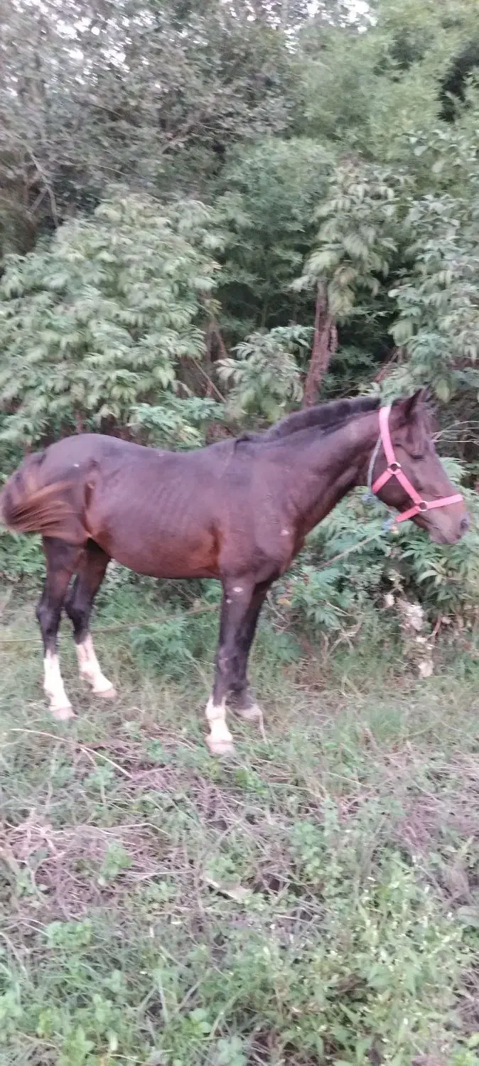 اسب مشکی سال7|اسب و تجهیزات اسبسواری|لنگرود, |دیوار