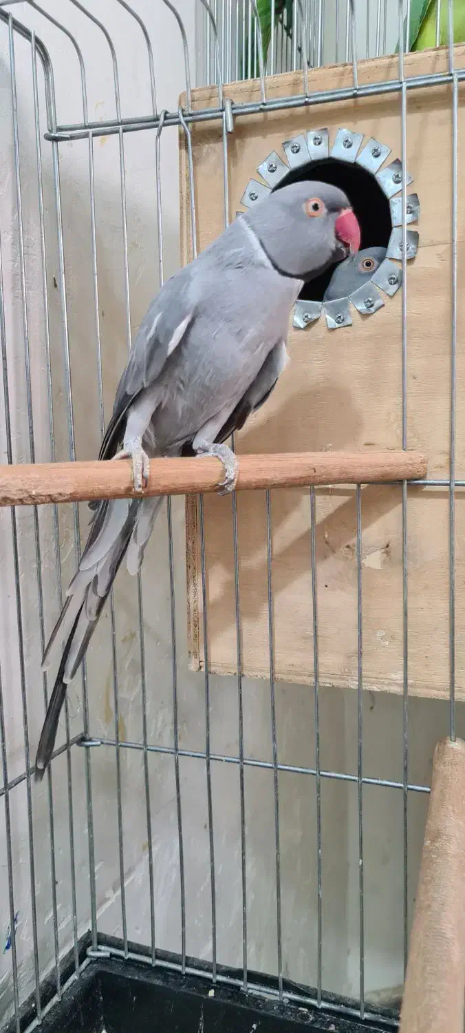 طوطی ملنگو مولد طوسی ، جوجه گرینچیک و عروس|پرنده|بیرجند, |دیوار