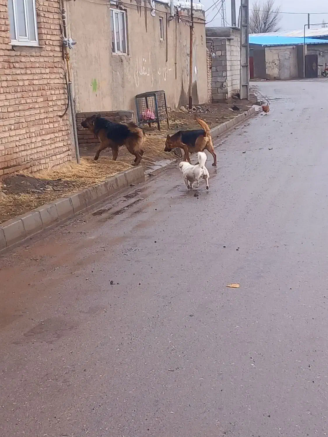 سگ ژرمن نر و ماده|سگ|اردبیل, |دیوار