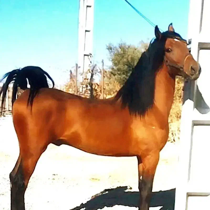 اسب کرد|اسب و تجهیزات اسب‌سواری|سریش آباد, |دیوار