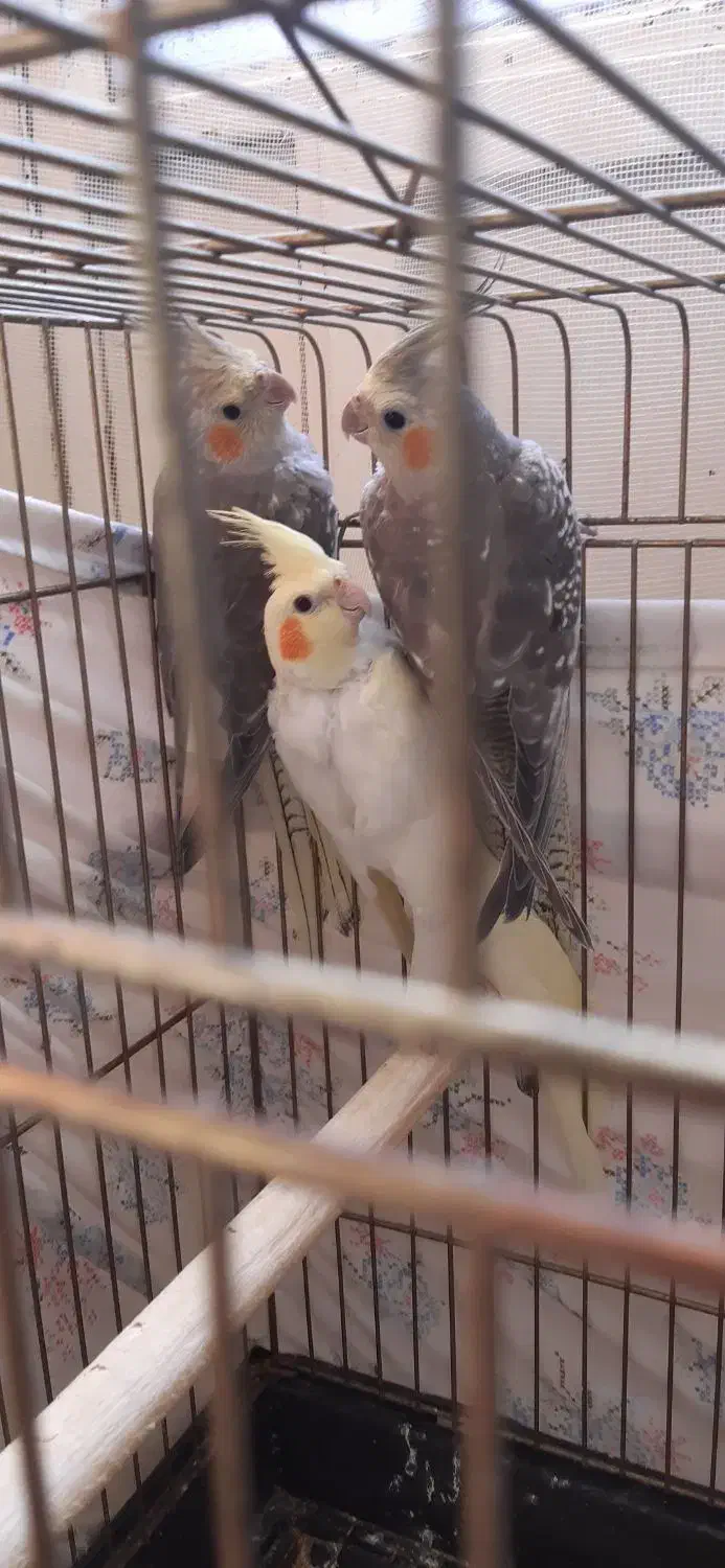 عروس هلندی|پرنده|یزد, |دیوار