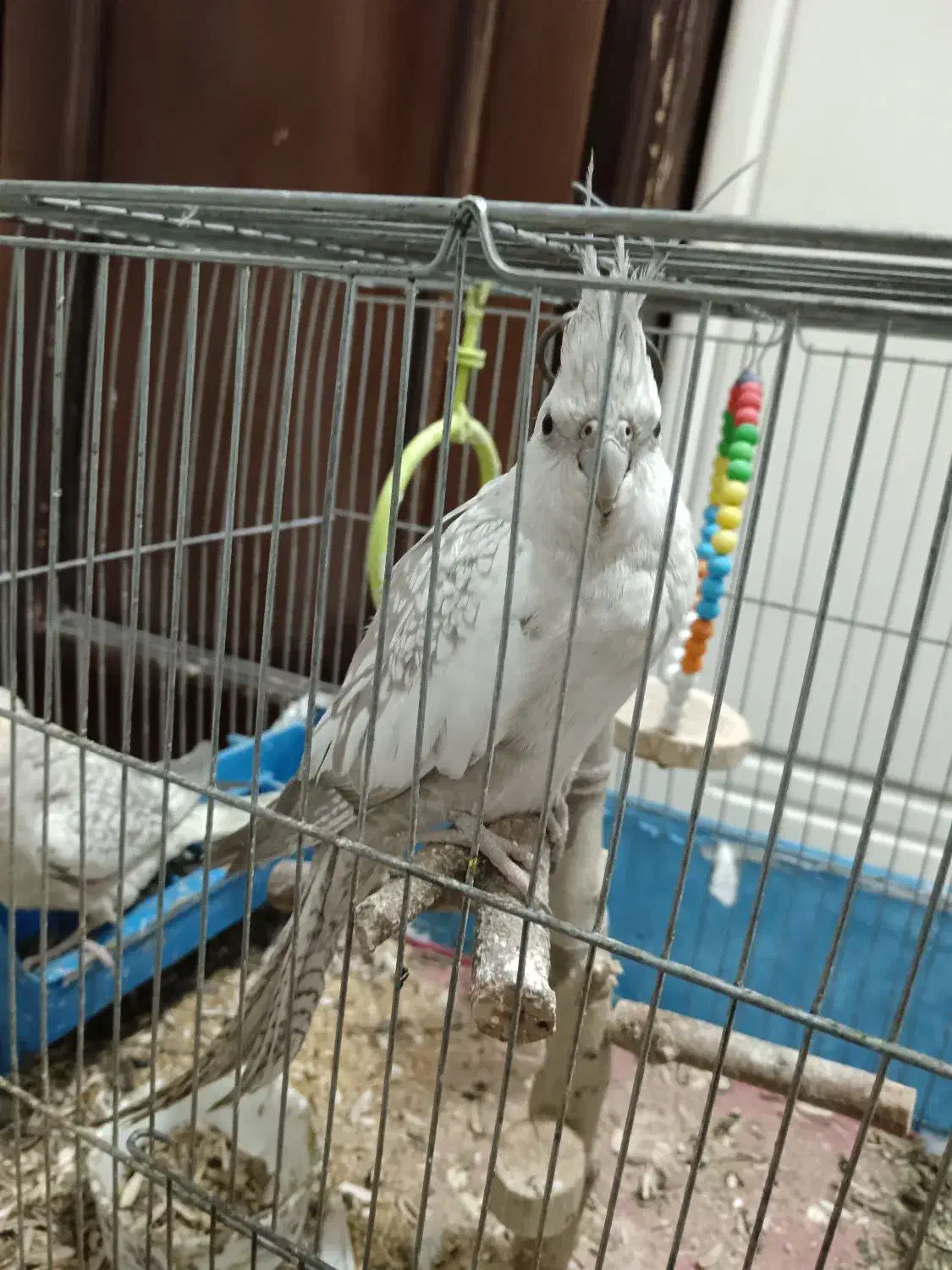 عروس هلندی|پرنده|خمینی‌شهر, |دیوار