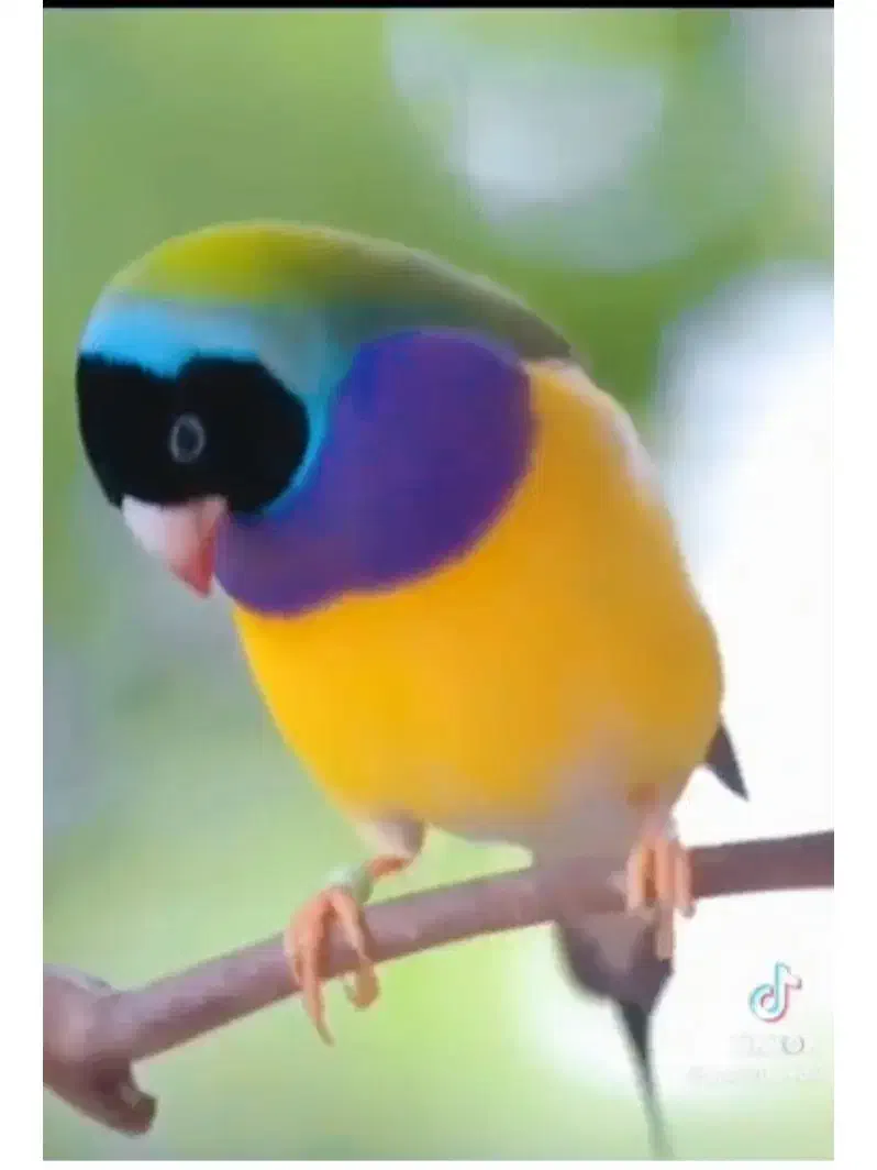 قناری ردفاکتوروفنچ گلدین|پرنده|فردیس, منظریه|دیوار