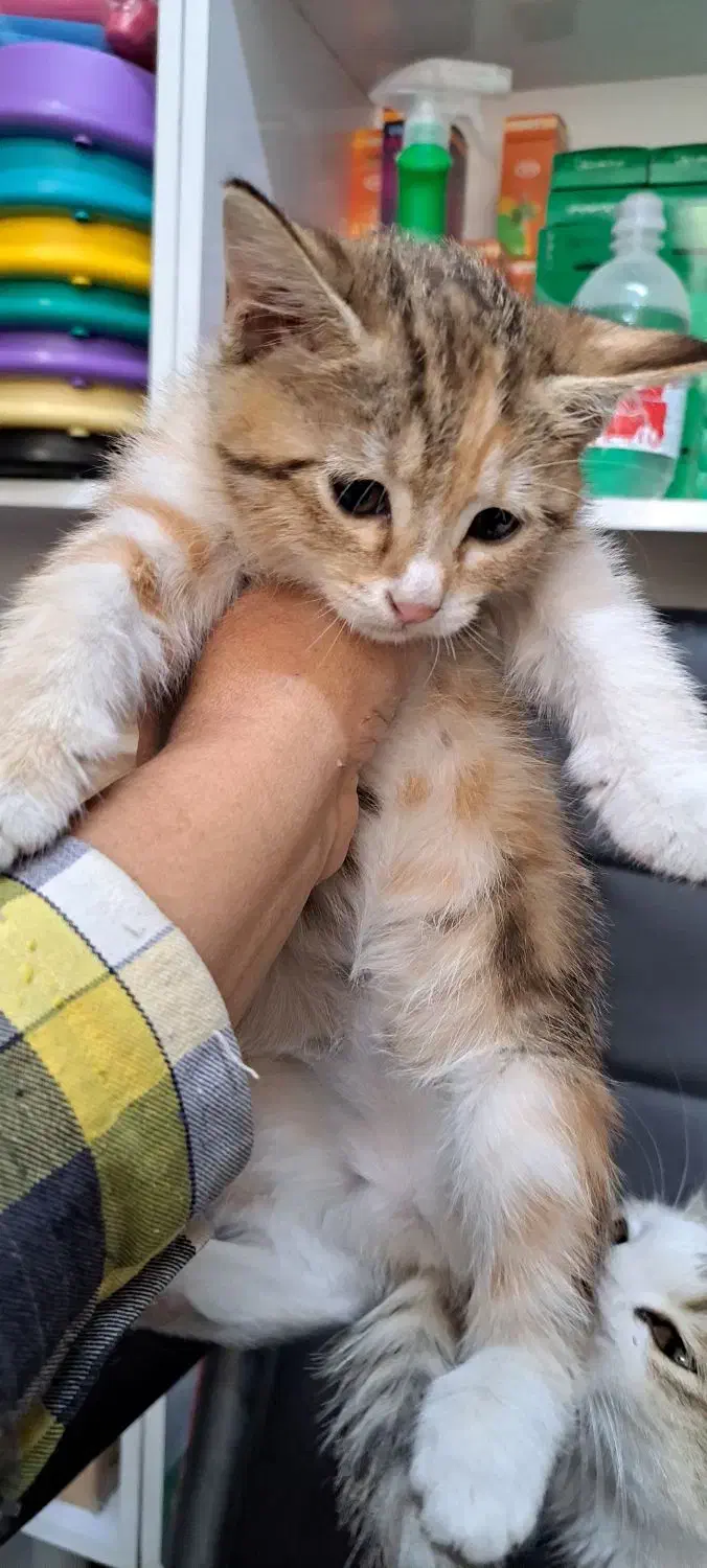 واگذاری گربه|گربه|فردیس, ثابتی|دیوار