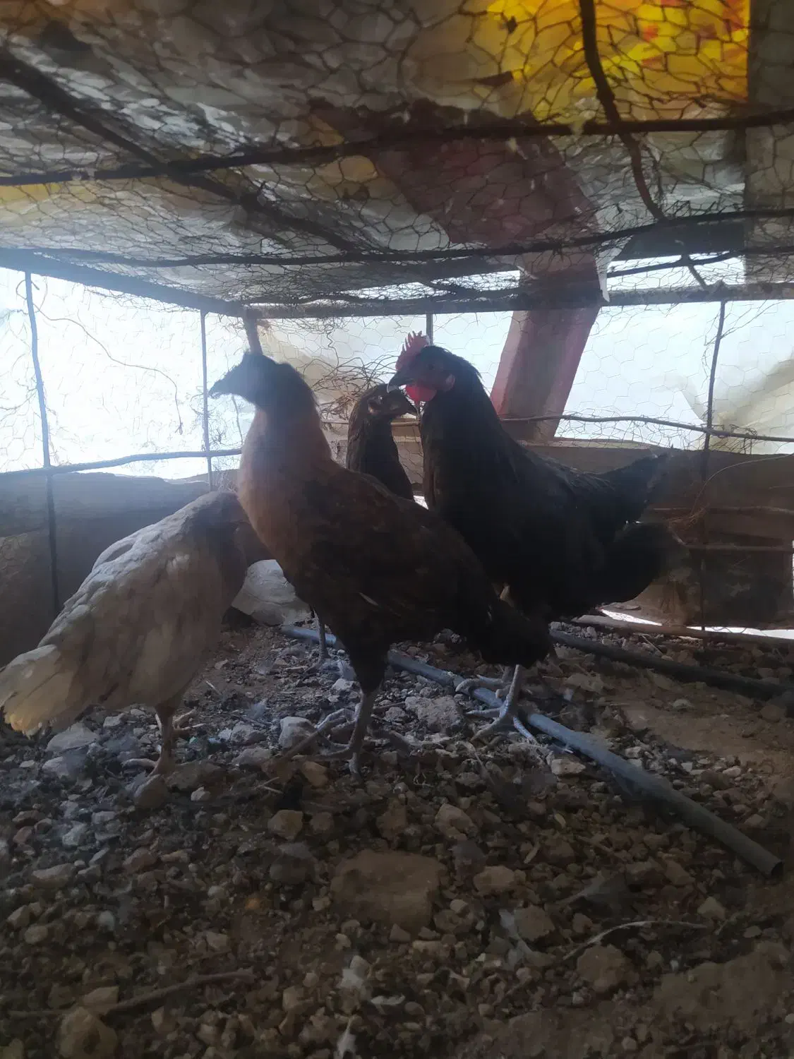 مرغ وخروس معاوضه|پرنده|کوه چنار, |دیوار