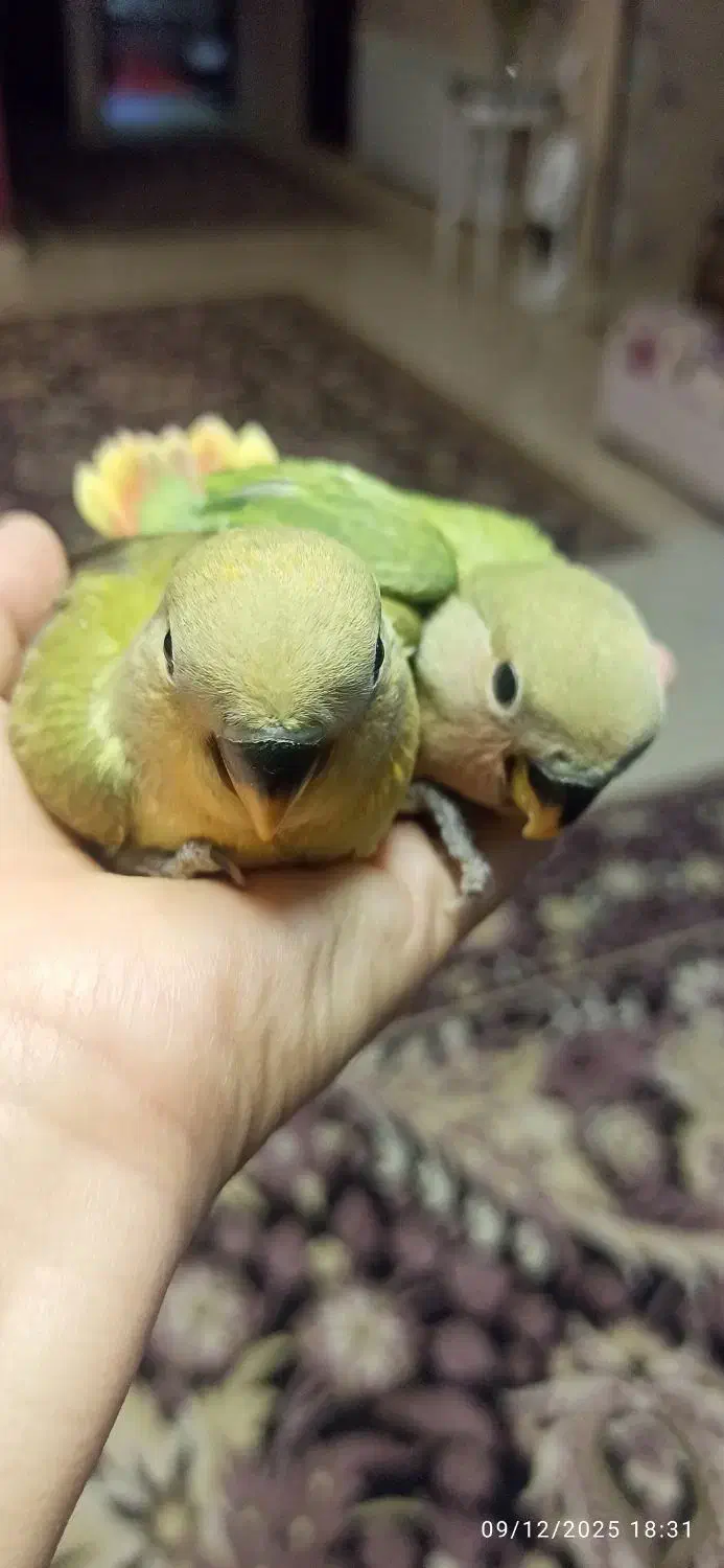 طوطی برزیلی|پرنده|کرمانشاه, |دیوار