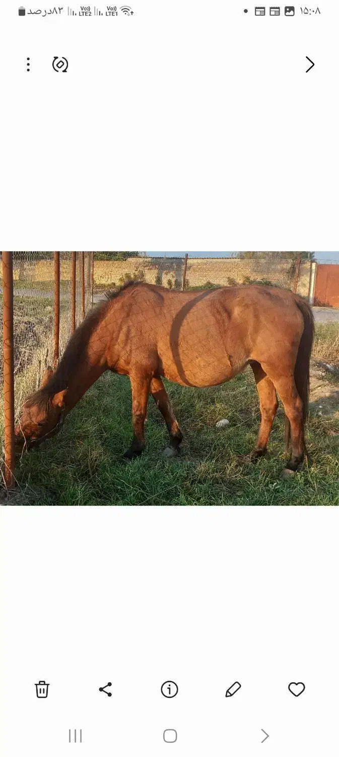 حیوانات مزرعه|اسب و تجهیزات اسبسواری|گرگان, |دیوار