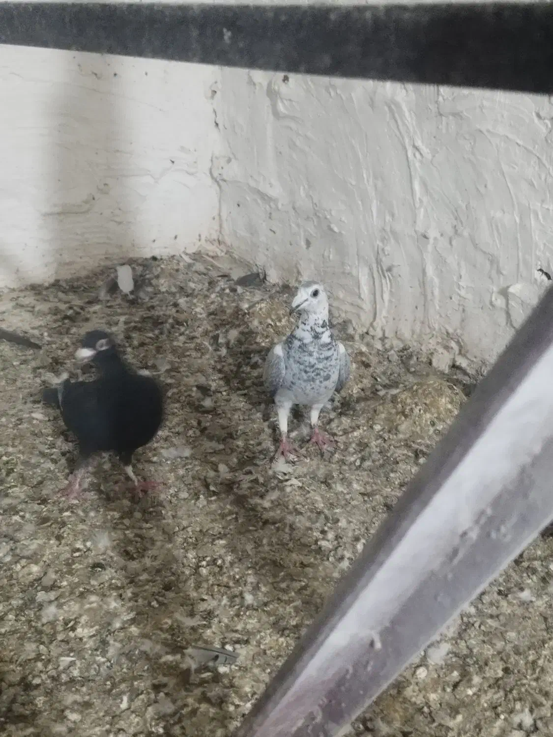 زاجر و پرشی|پرنده|یزد, |دیوار