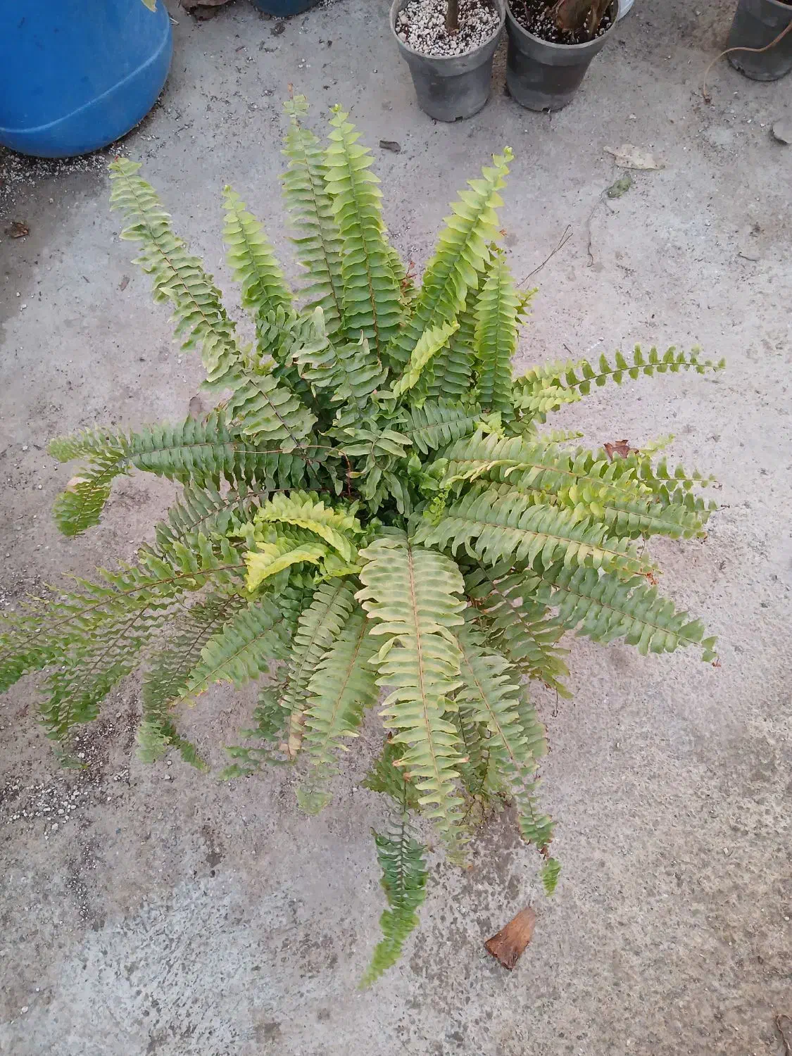 گل بابا آدم تنه قرمز|گل و گیاه طبیعی|هشتگرد, شهرک گلخانه|دیوار