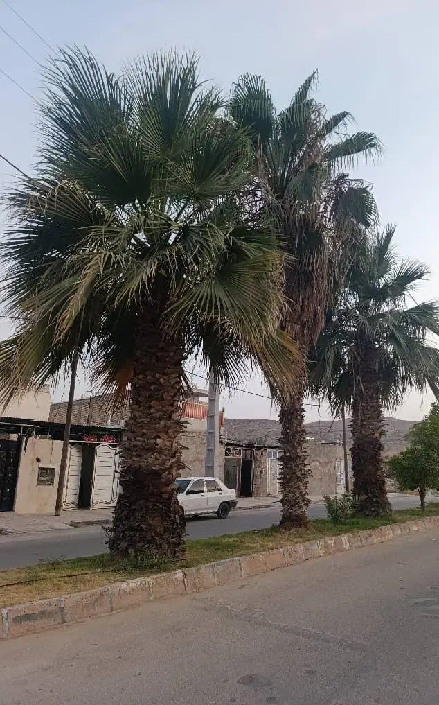 نخل تنه دار بزرگ از یک متر تا ده متر|خدمات باغبانی و درختکاری|کاشان, بازار کاشان|دیوار