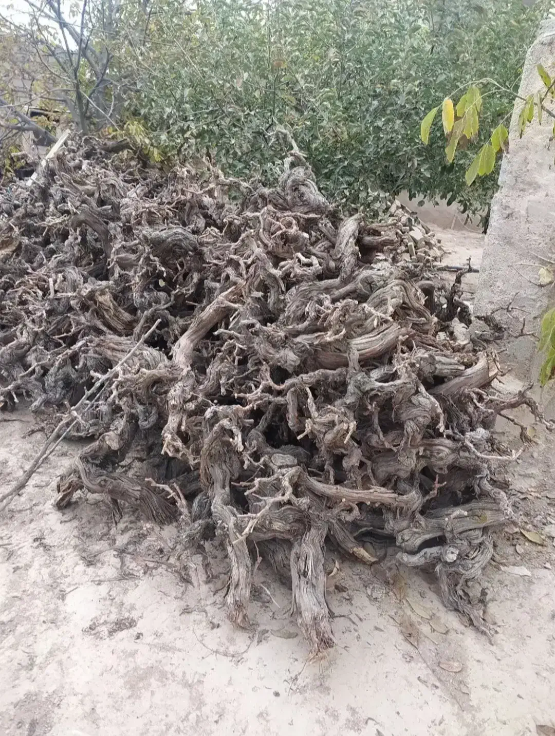 فروش کنده درخت انگور..برا هیزم و زغال|خدمات باغبانی و درختکاری|بجنورد, |دیوار