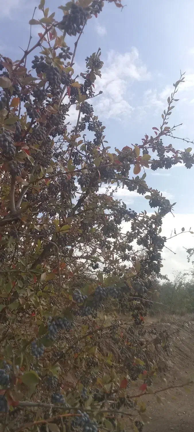 نهال زرشک سیاه بی دانه (تیل)|خدمات باغبانی و درختکاری|تسوج, |دیوار