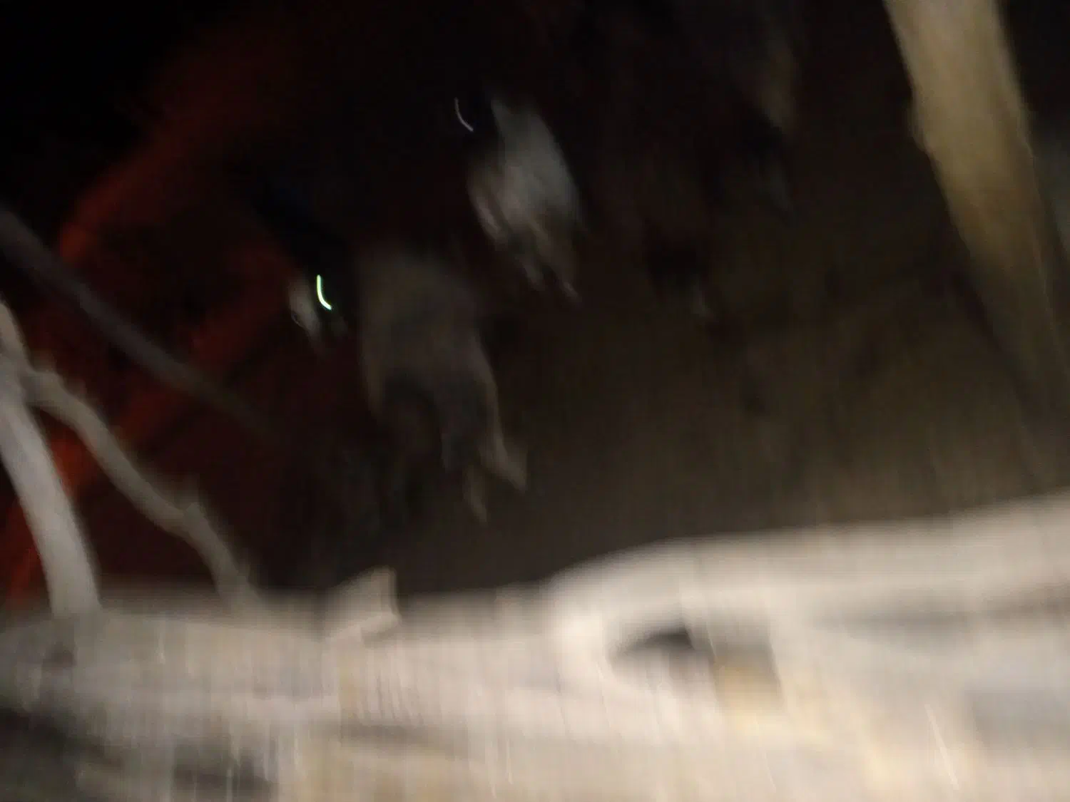 میش سر حال زیر قیمت|حیوانات مزرعه|لوداب, |دیوار