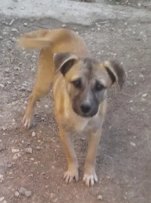 سگ پاکوتاه|سگ|گنبد کاووس, |دیوار