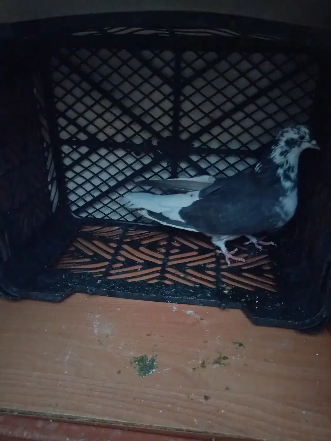 کفتر پرشی|پرنده|سیرجان, |دیوار