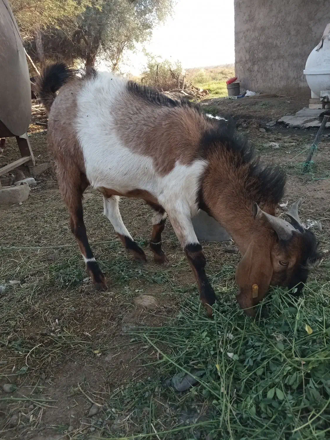 چپشت پاکستانی|حیوانات مزرعه|جیرفت, |دیوار