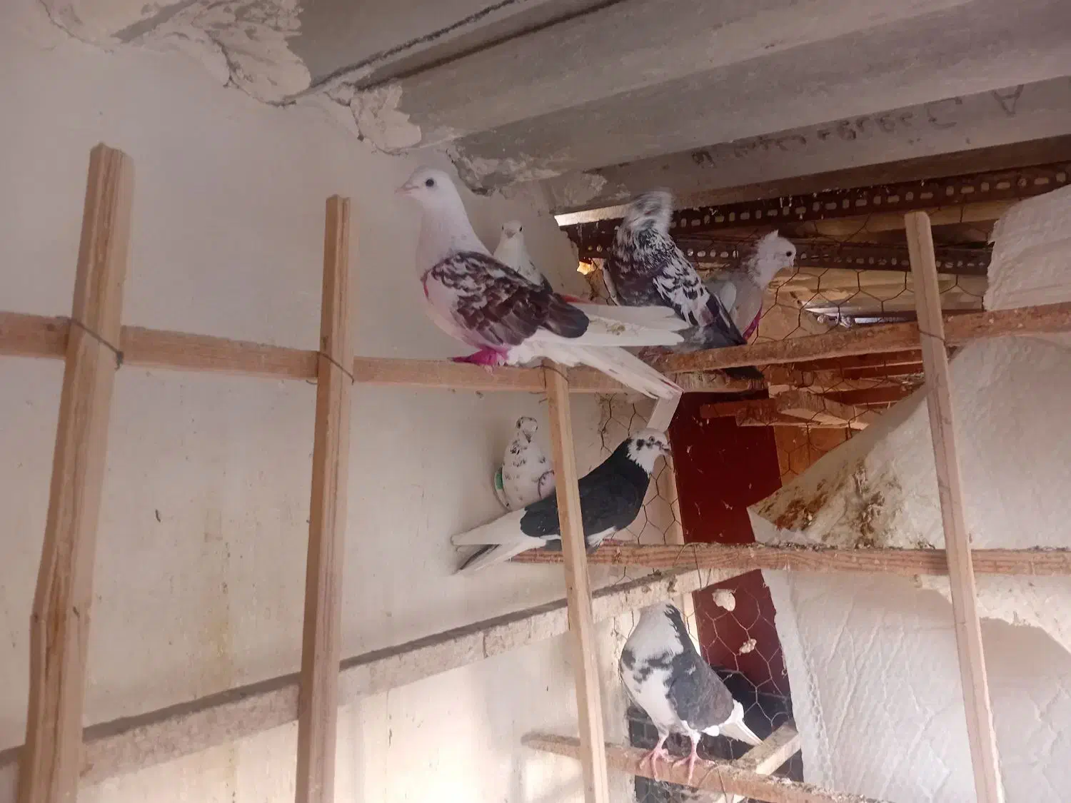 کبوتر|پرنده|تهران, شهرک رضویه|دیوار