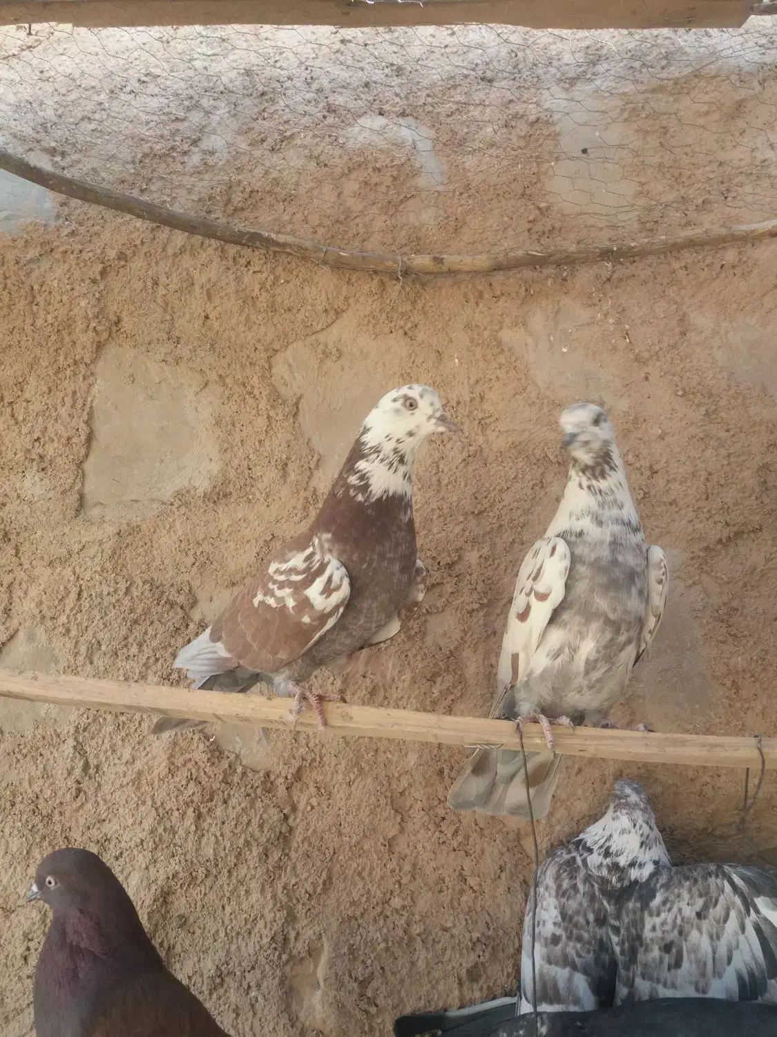 کبوتر|پرنده|شباب, |دیوار