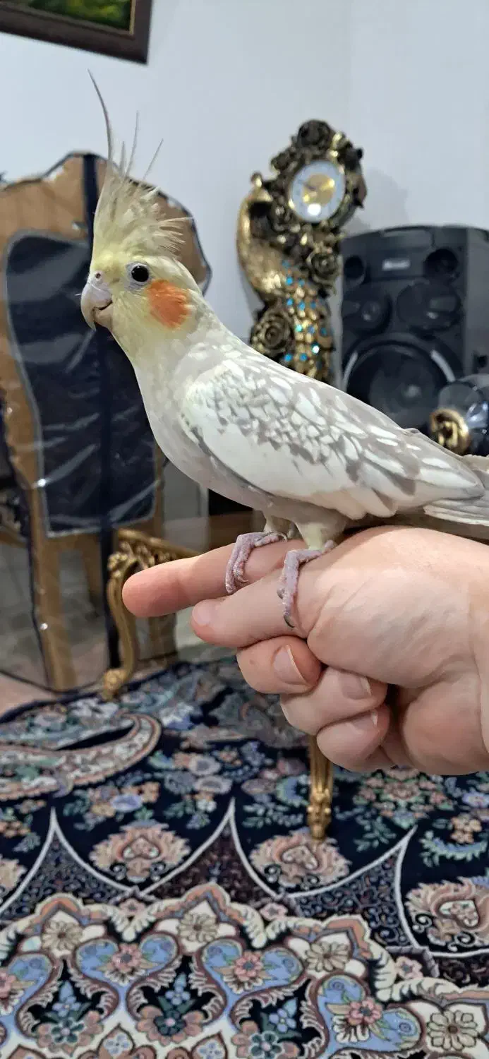 عروس هلندی|پرنده|آباده, |دیوار