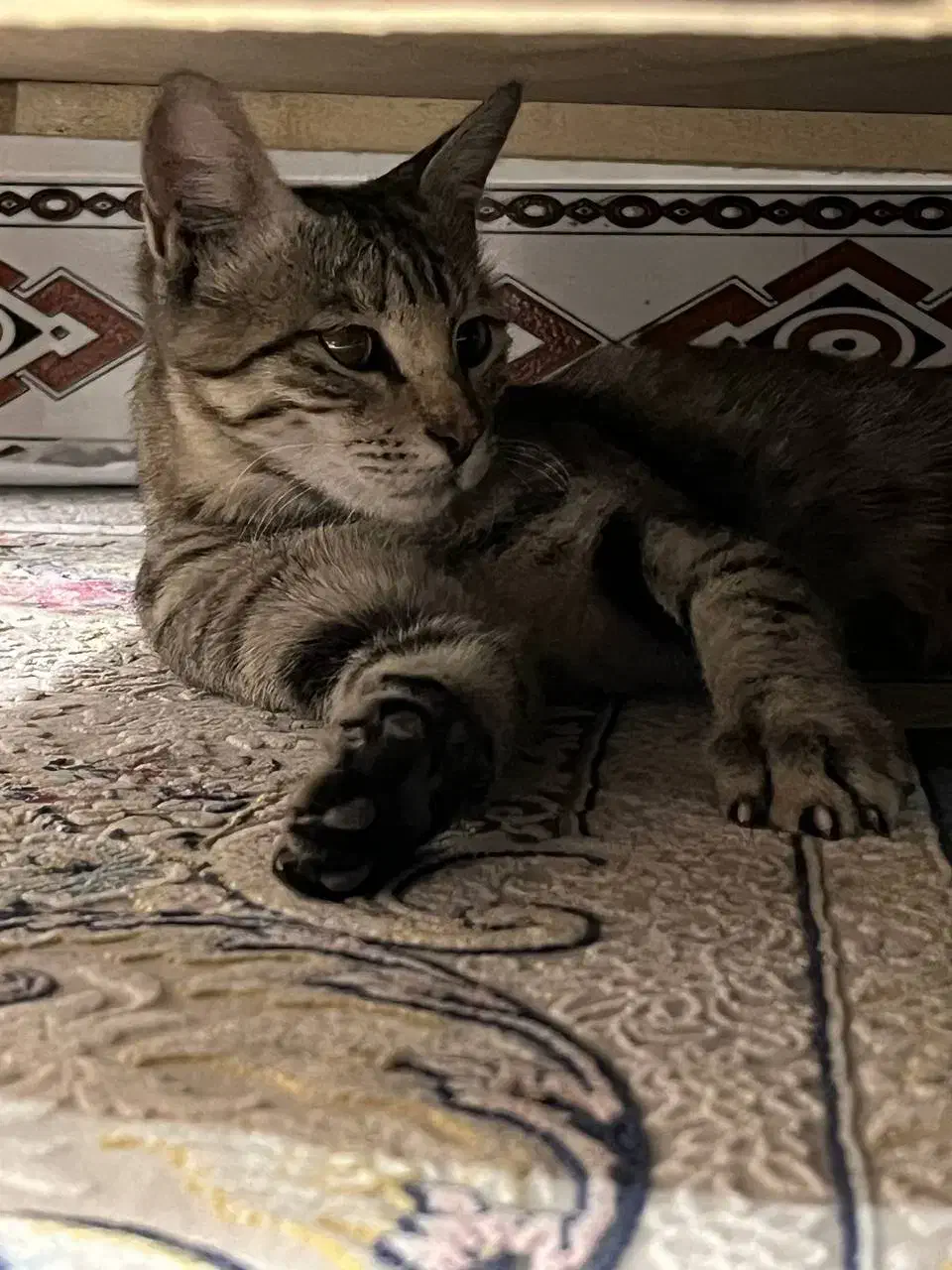 گربه خونگی واگذار میشه|گربه|سبزوار, علمدار|دیوار