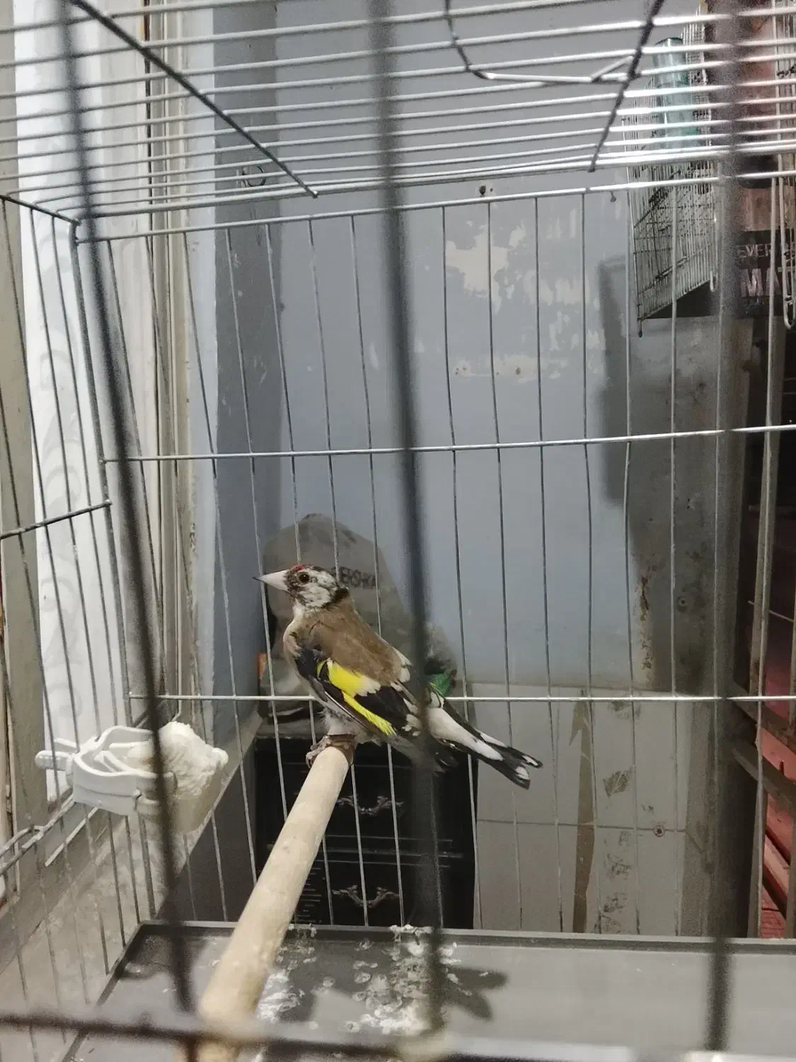 سهره|پرنده|محمدشهر, محمدشهر|دیوار