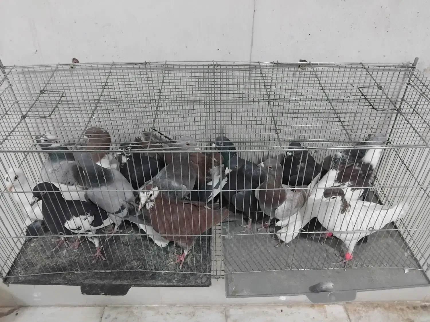 بله بیرون از شهری|پرنده|کرمان, |دیوار