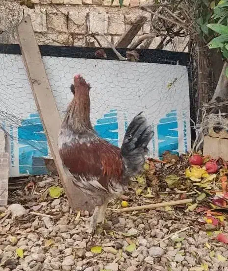 خروس جوان|حیوانات مزرعه|شیراز, کیان آباد|دیوار