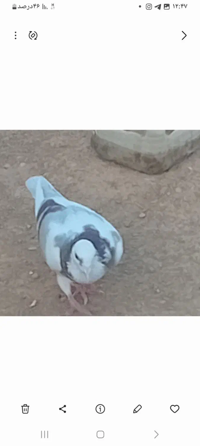 کبوتر گمشده|پرنده|اهر, |دیوار