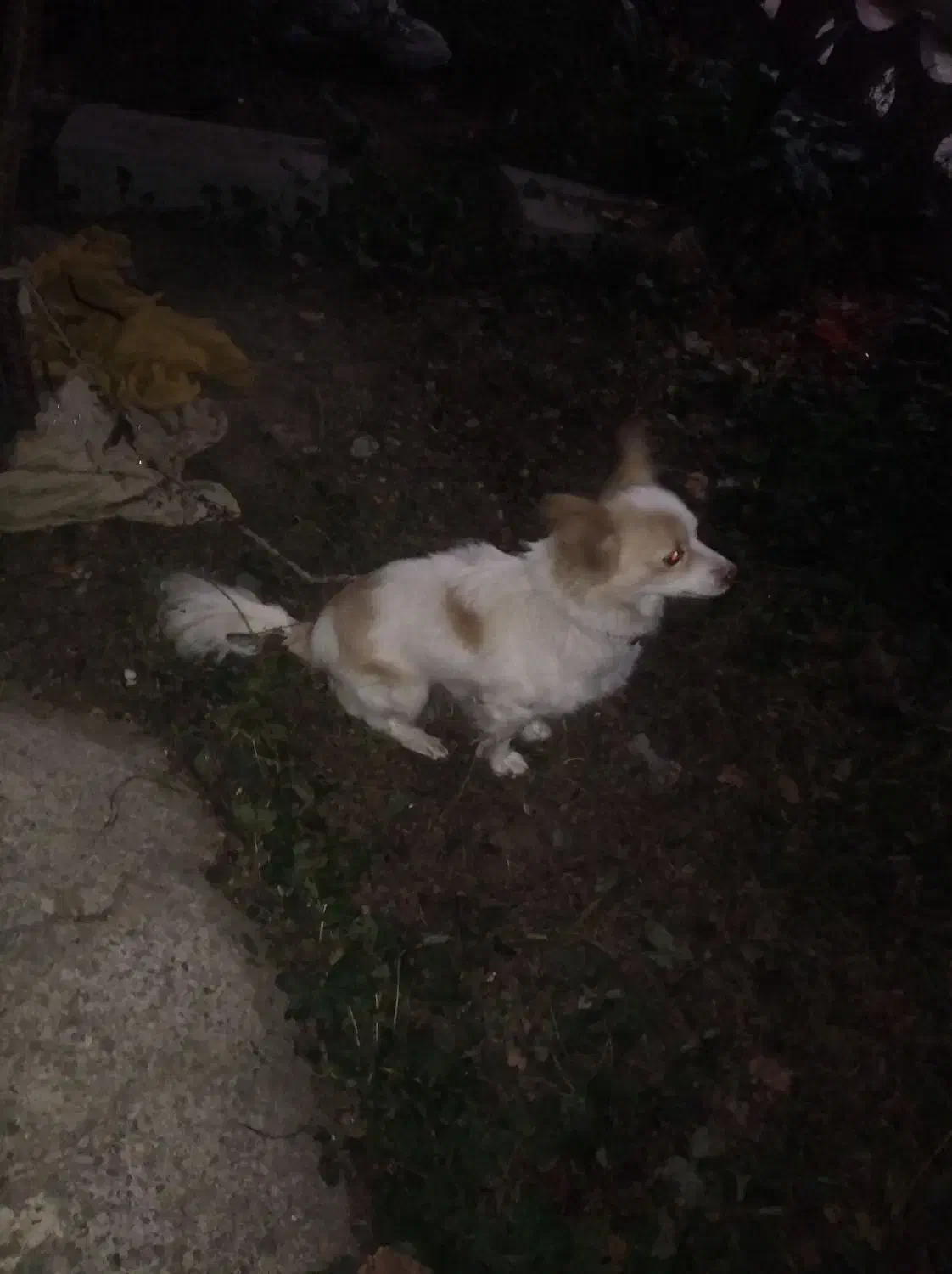 یک سگ پامرین روباهی|سگ|مشگین شهر, |دیوار