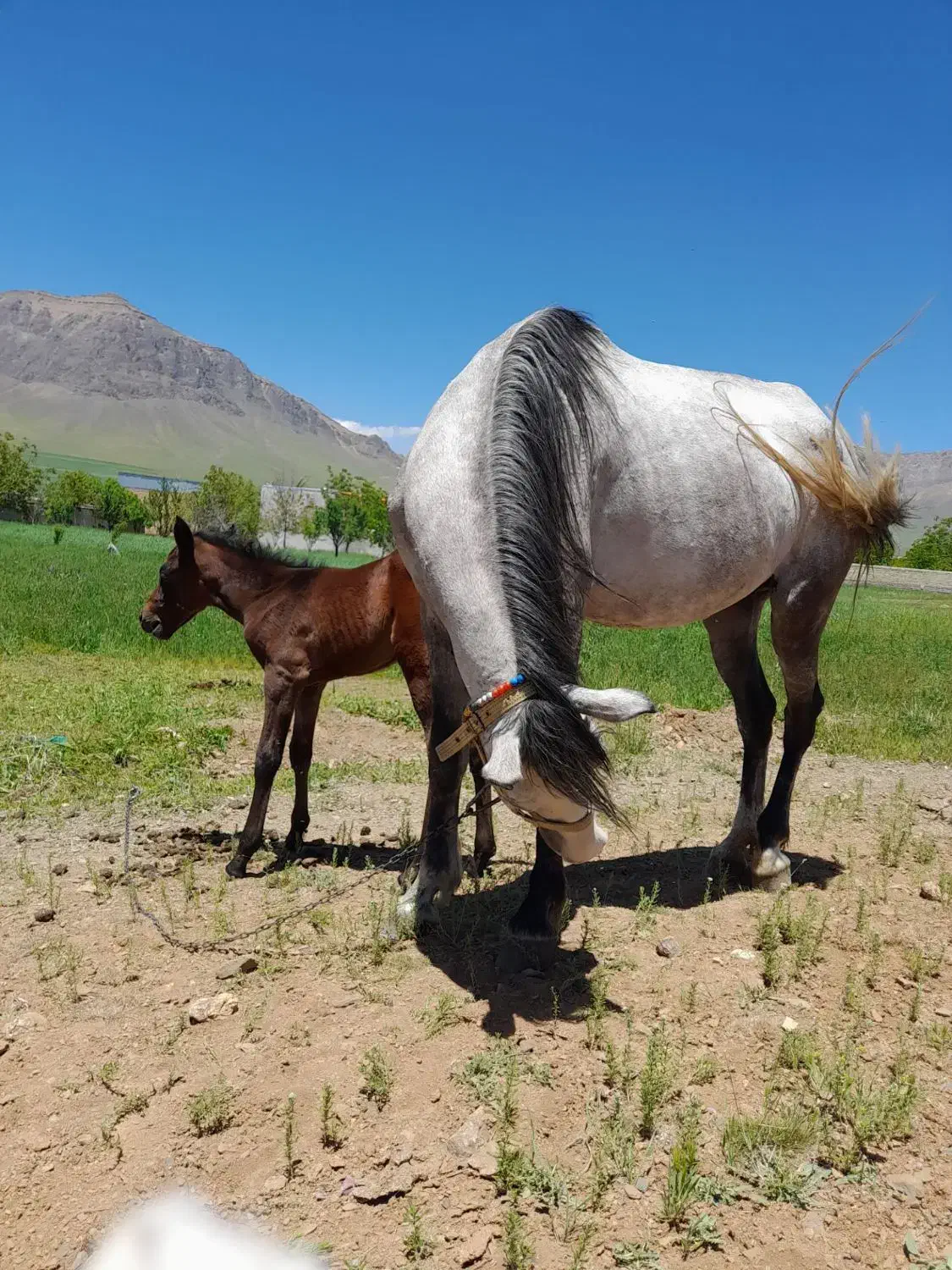 مادیون|اسب و تجهیزات اسب‌سواری|اراک, |دیوار