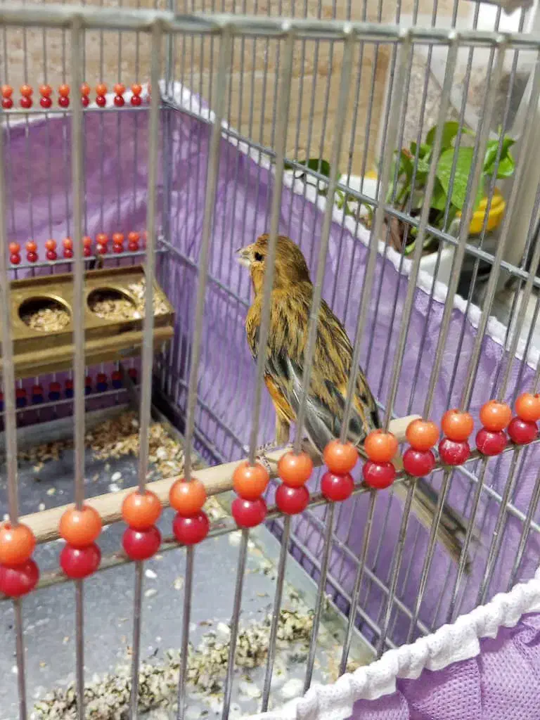 قناری|پرنده|تهران, آهنگ|دیوار