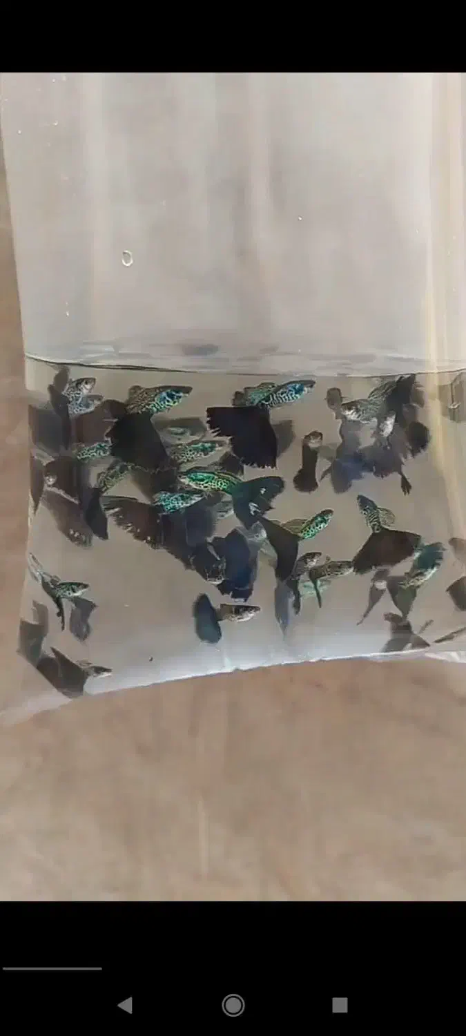 ۵۰۰ عدد ماهی گوپی بلو ایگل نژاد خاص و کمیاب|ماهی|تهران, والفجر (افسریه)|دیوار