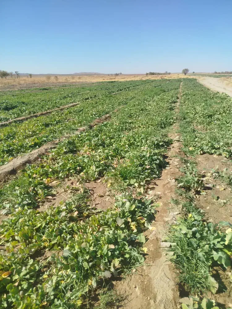 شلغم محلی|خوردنی و آشامیدنی|خبر, |دیوار