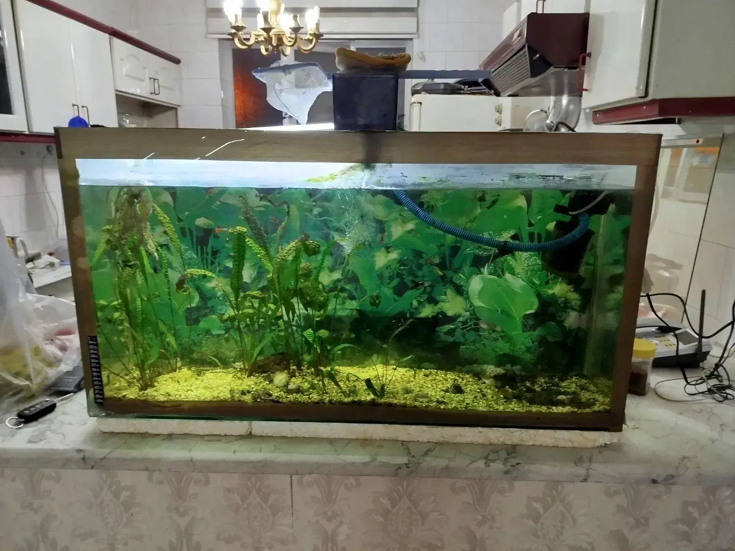 آکواریوم کارکرده|ماهی|اردبیل, |دیوار