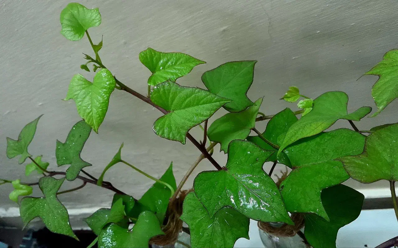 پیچک با گلدون|گل و گیاه طبیعی|اهواز, شریعتی جنوبی|دیوار