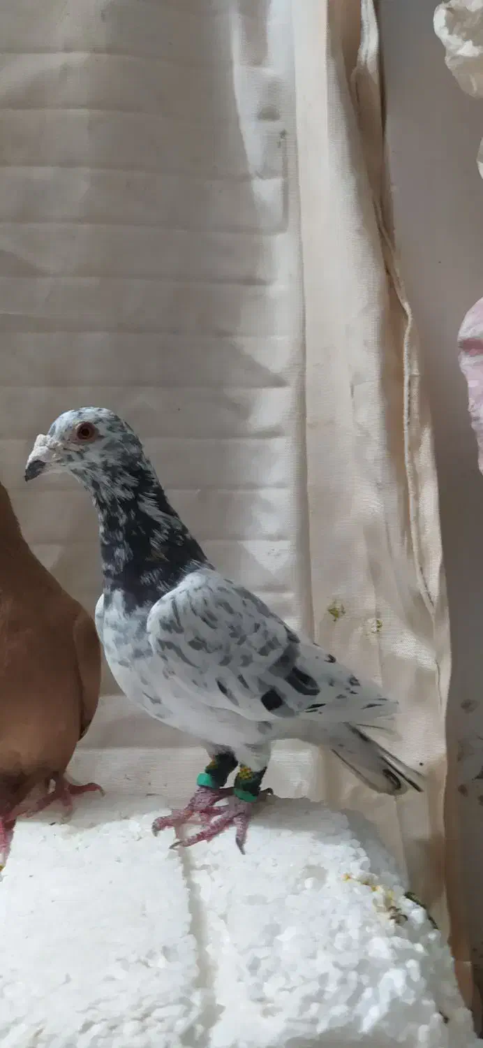 کبوتر ناشی|پرنده|شیروان (خراسان), |دیوار